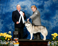 #49 Sun SD Kendra Ireton Wolf Warren  Judge Dr Donald Gill