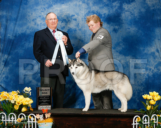 _ST_4182-2-AddisonHuskyMar2015-HR3