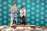 Staffordshire Bull Terrier #102 Fri G1 Judge Allan Krenek