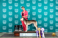Saluki #722 Fri BOB