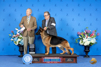 German Shepherd Dog #21 SAT G4 Judge James Moses