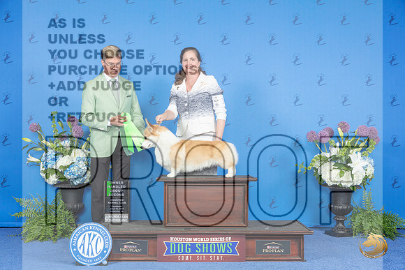 Pembroke Welsh Corgi #19 THUR OHG2 Judge Douglas Johnson__JP_8393_Houston_2024_HR3
