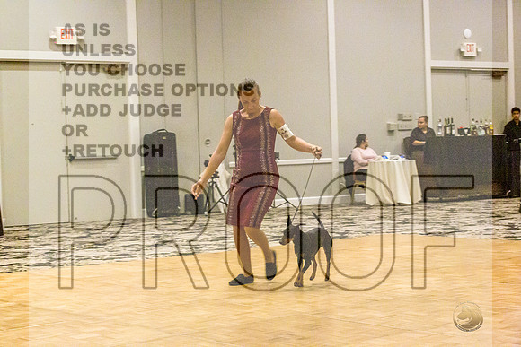 Manchester Terrier MTOY Candids-JJL_2151-Hstn2022_HR3