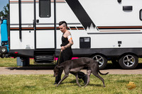 Greyhound #104 Wed