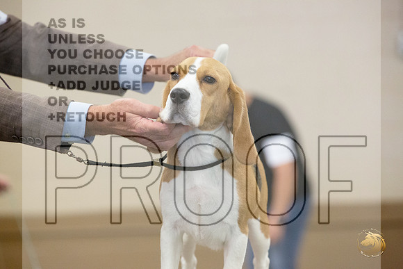 Beagle # Ringside Sat_JJL_3992_LongviewTX_2024_HR3