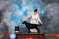Labrador #14 Sun PBOB PG4 Judge Beth Downey