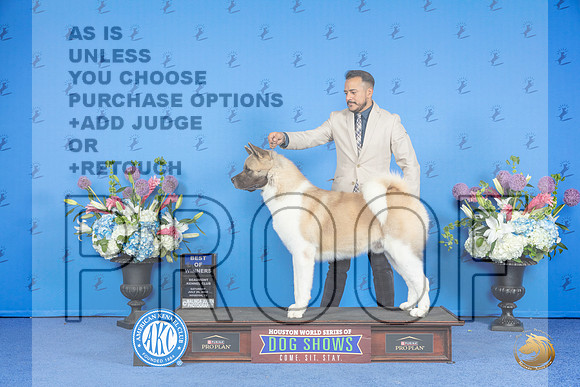 Akita #21 Sat BOW Judge Jon Cole__JP_0021_Houston_2024_HR3