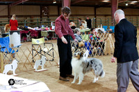 American Bred Bitches Rough Sat Ring