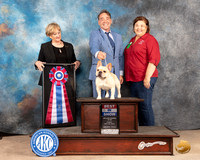 French Bulldog #7 Fri BIS Judge Peggy Beisel McIlwaine