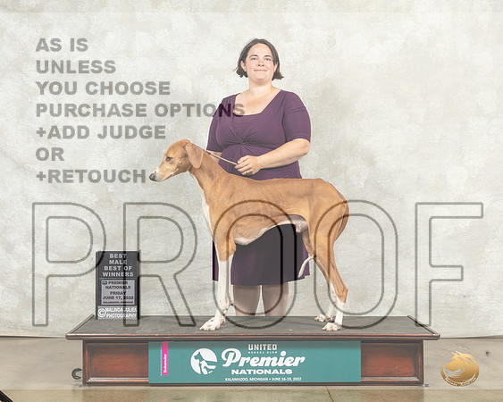 Azawakh #574 Fri BOW Judge Karen Hynek__MJ_7791_Premier_2022_HR3