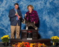 Minature Schnauzers #10 Sun BOS Kirk Kaye M Patty Henderson Judge Dr Thomas Lee Hossfeld