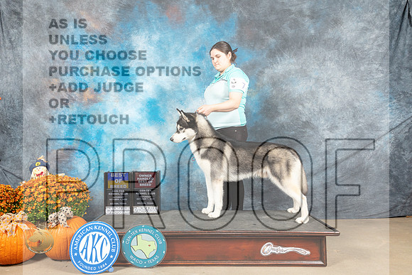 Siberian Husky #12 Sat BOOHBOB Judge Shelley Hennessey_MJ_5909_Belton_2022_HR3