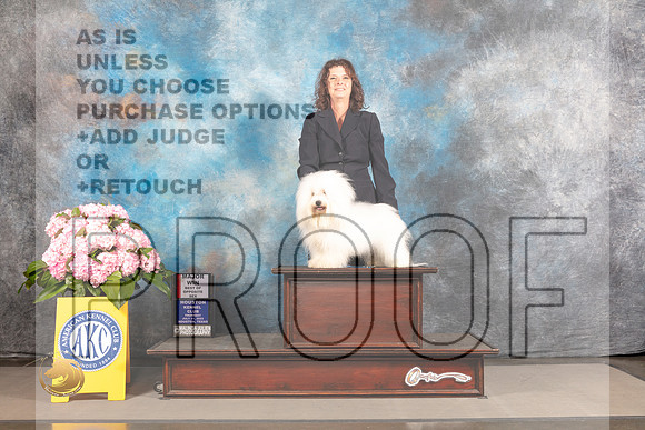Coton de Tulear #5 THUR BOP Major Judge Joe Walton_MJ_3797_Houston_2022_HR3