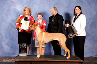 Rhodesian Ridgeback #26 BISweeps +A2