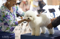 Bichons Frise Thurs Ring