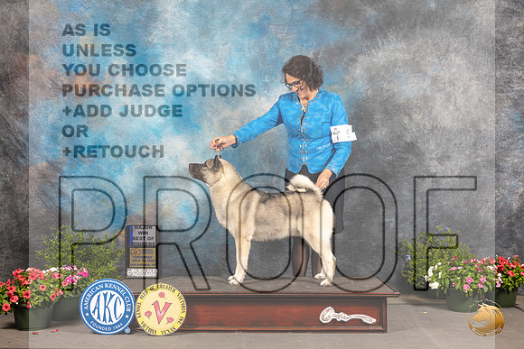 Norwegian Elkhound #? Thur BOW Judge Anne Bolus_MJ_0129_SA_2022_HR3