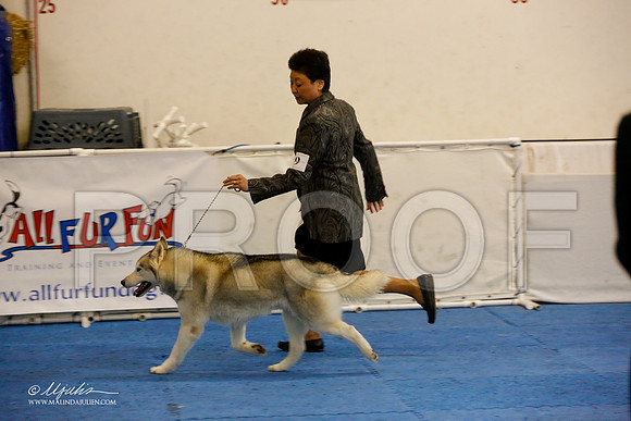 _M3_9242-AddisonHuskyMar2015-HR3