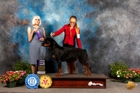 Rottweiler #7 Sat WD Judge Jan Paulk