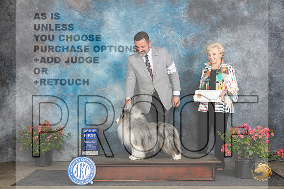 Shetland Shepdog #5 Fri G1 Judge Paul Willhauck __JP_4581_San Antonio_2024_HR3