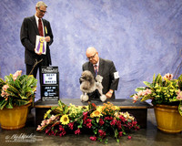 Toy Poodle BOB Fri Houston July 2012