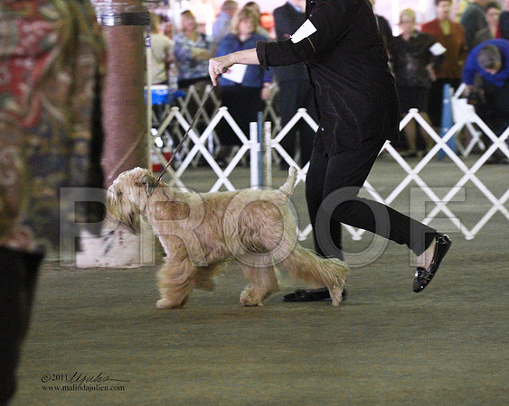 Soft Coated Wheaten Terrier - 0018-5