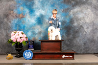Bichon Frise #12 FRI WB BOW NCH Major Judge Polly Smith