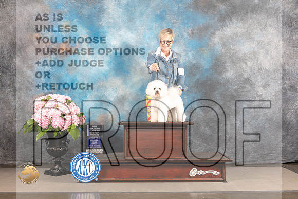 Bichon Frise #12 FRI WB BOW NCH Major Judge Polly Smith_MJ_5048_Houston_2022_HR3