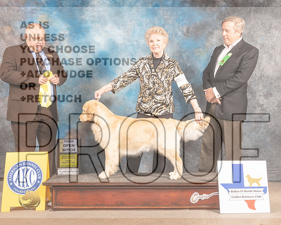 Golden Retriever #50 Fri OB3 Judge Gordon Hayburn-MMJ_7512-FW2022-HR3