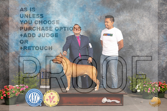 American Staffordshire Terrier #23 Sat BOWCh Judge Debra Thornton_MJ_0101_SA_2022_HR3