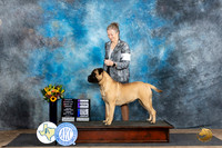 Bullmastiff #6 Fri sWBOHBOB Judge Rick Gschwender