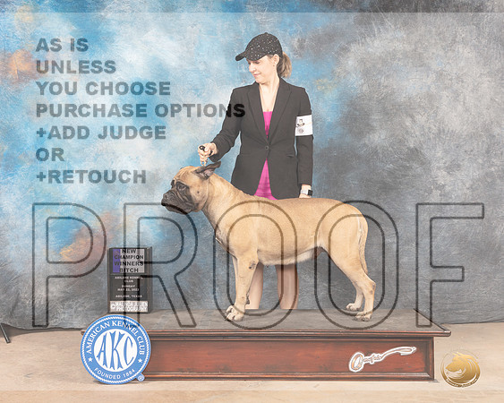 Bullmastiff #8 Sun WBMCh Judge Eric Liebes-MMJ_4400-Abilene2022-HR3