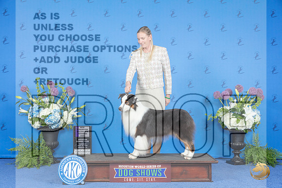 Australian Shepherd #31 THUR WD NC M Judge Nancy Liebes__JP_8346_Houston_2024_HR3