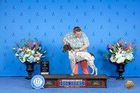 German Shorthaired Pointer #6 WED WB NC M Judge Jon Cole r