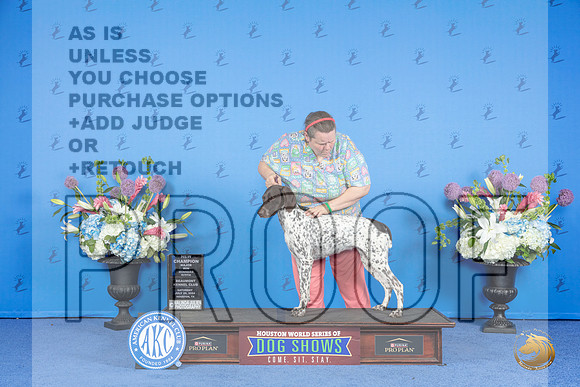 German Shorthaired Pointer #6 WED WB NC M Judge Jon Cole r__JP_0028_Houston_2024_HR3