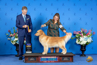 Golden Retriever #16 FRI BOB Judge Wood Wornall