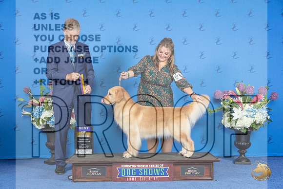 Golden Retriever #16 FRI BOB Judge Wood Wornall__JP_8897_Houston_2024_HR3