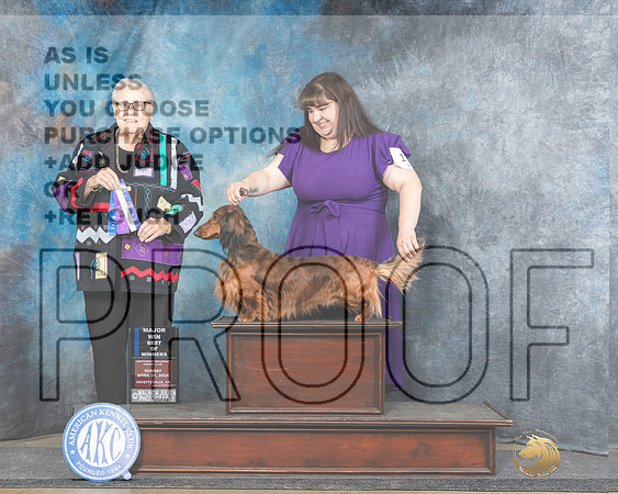 Dachshund Longhaired #17 Sun BOWM Judge Denny Mounce-_JP_5677e_Fayetteville2024-HR3