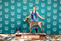 South African Boerboel #149 Sun G1 Judge Kathrine Short
