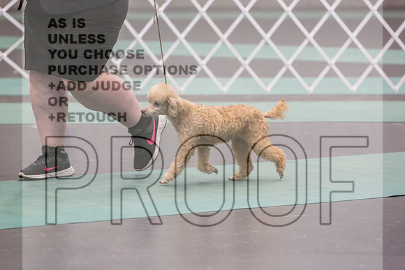 Poodle MC Sat Ring_JJL_0861_UKCLNGVIEWOCT2024_2024_HR3