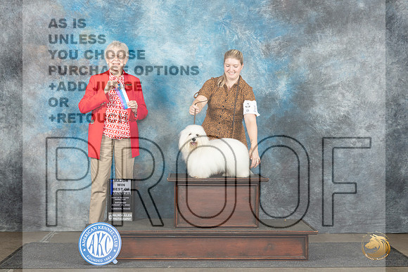 Coton #17 Sun BOWWEM Judge Sharon Newcomb__JP_4134_Lubbock_2024_HR3