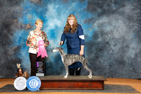 Whippet #14 Sun OHG1 Judge Karen Hynek