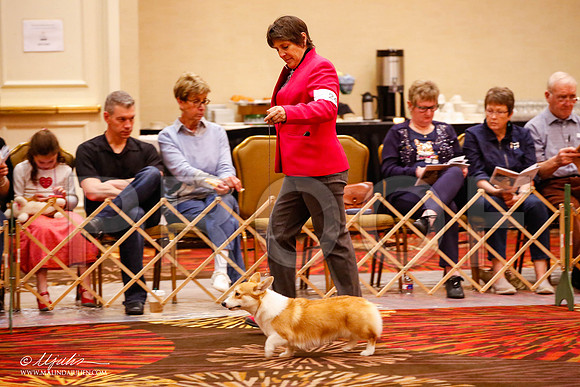 _JJ_8708-HstnCorgiFeb2015-HR3