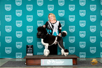 Poodle Std MC #822 Sat BOB Judge Kathy Short