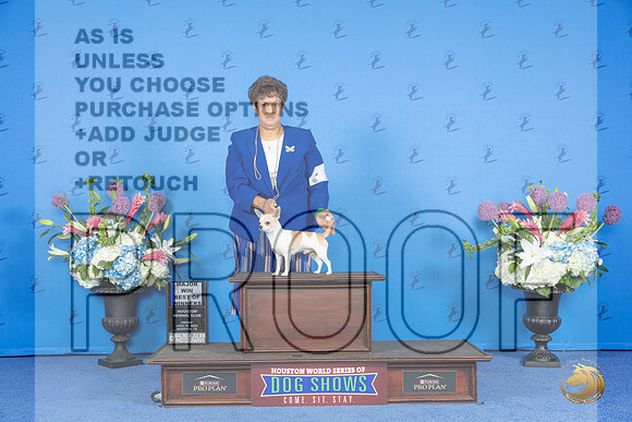 Chihuahua Smooth Coat #5 FRI WD BOW M Judge Nancy Liebes__JP_8909_Houston_2024_HR3