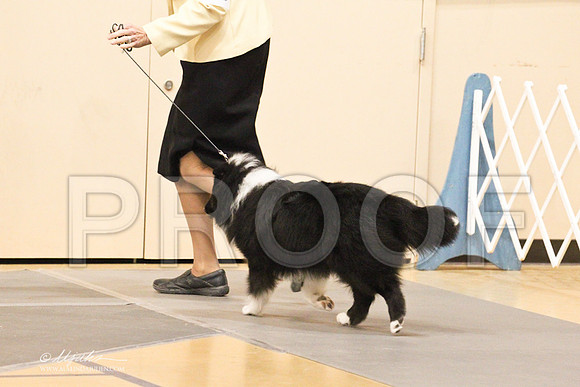 Sheltie-1353LR