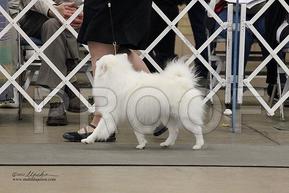 Eskie-3740