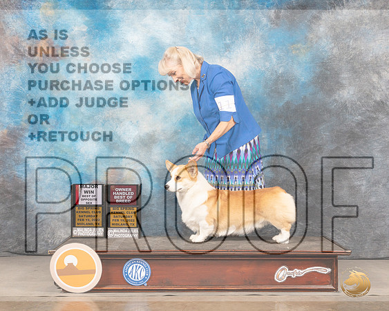 Pembroke Welsh Corgi #11 Sat BOSOHBOB Judge Judy BrownMMJ_4154_Mdlnd2022_HR3