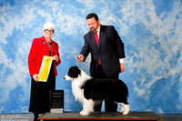 Border Collie #5 Sun G3