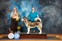 Alaskan Malamute #8 Sat G3 Judge Denise Dean
