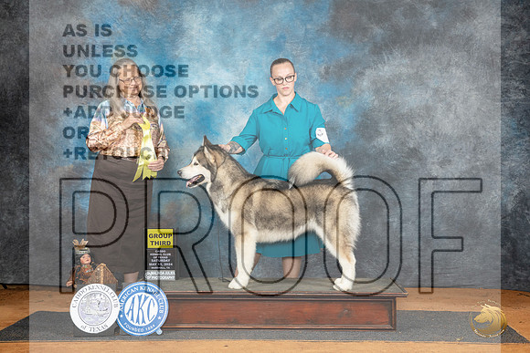 Alaskan Malamute #8 Sat G3 Judge Denise Dean__JP_8163_MARSHALL_2024_HR3